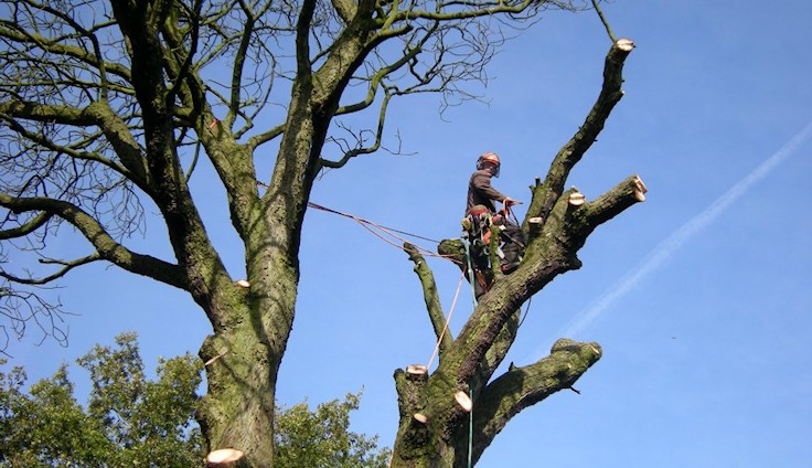Tree Surgery Wigan